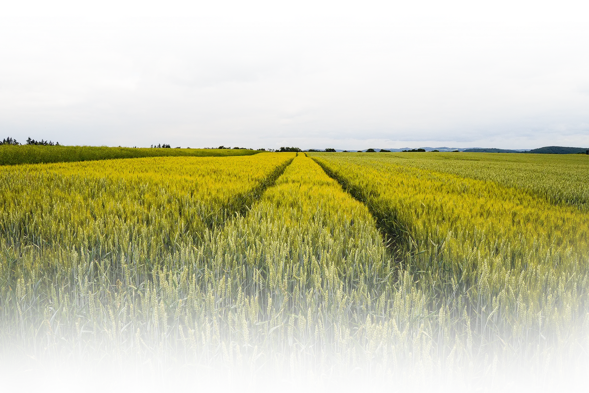 Bildbeschreibungstext